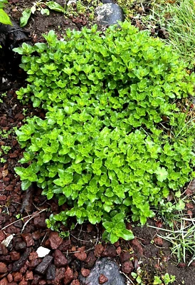 Hierba de orégano orgánica de hoja perenne una planta, se multiplica anualmente, cultivada sin químicos Foto 1 de 4