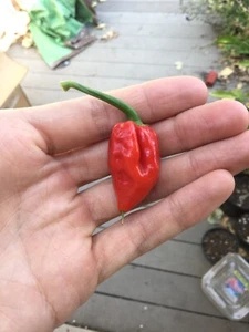 Trinidad Scorpion Pepper Seeds, Extremely Hot Spicy Pepper Variety - Picture 1 of 1