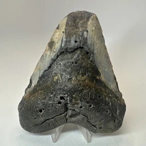 Megalodon Shark Tooth 5.58 Inch - Huge - Carolina Fossil - Real Teeth 19718 - Picture 1 of 8