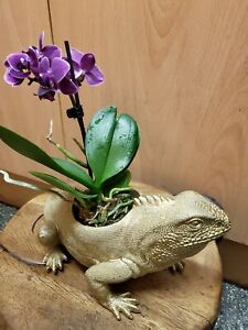 Mini orchid plant live in BN luxury gold lizard 6cm pot excellent gift present