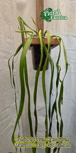 Ophioglossum Pendulum - Narrow Form - Large Cluster - US Seller - Fast Shipping - Picture 1 of 6