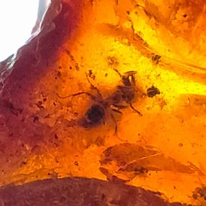 Ant in Amber natural gemstone w/ preserved fossil insect inclusion 23ct - Bild 1 von 6