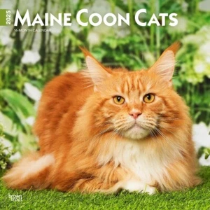 Calendario 2025 Maine Coon Gatos 16 Meses Pared Cuadrada Browntrout BT77387 - Imagen 1 de 9