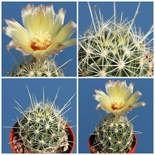 10 semillas Hamatocactus setispinus var. setaceus, cactus seeds,seeds  S