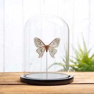 Cúpula de vidrio polilla de taxidermia lunar española hembra (Graellsia isabellae) - Imagen 1 de 9
