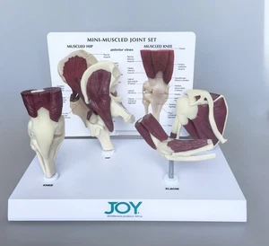 Human Body 4 Major Muscle & Joint Systems Knee Shoulder Elbow Hip joint model - Picture 1 of 5