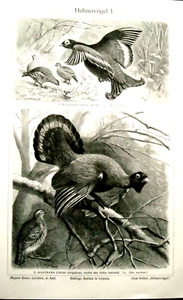1902 Antike Lithographie: VOGELRASSE Tav I-II-III. VERSCHIEDENE TYPOLOGIE.MEYERS. - Bild 1 von 4