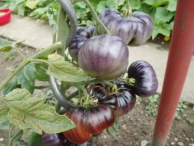 Blue Beauty Queen - tomate carne azul " RAREZA semillas azules semillas tomates   - Imagen 1 de 2