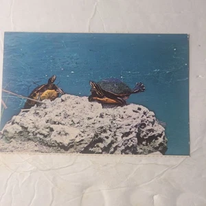 Postcard Red Bellied Turtles Everglades National Park FL - Picture 1 of 2