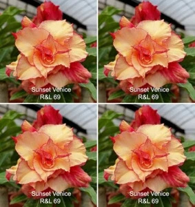 Desert Rose Adenium Seeds R&L69"Sunset Venice" (Pkt of 10 Seeds) - Picture 1 of 2