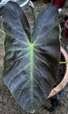 AUTHENTIC Colocasia Aloha  1 bulbs - Image 1 of 3