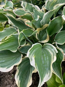 Hosta ‘ Grace Wins ’ Plantain Lily Plant Shipping Spring 2025 - Picture 1 of 1