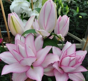 RoseLily 2 Pink Anouska Flower Bulbs Double Rose Lilys Plant Flowers Perennial - Picture 1 of 5