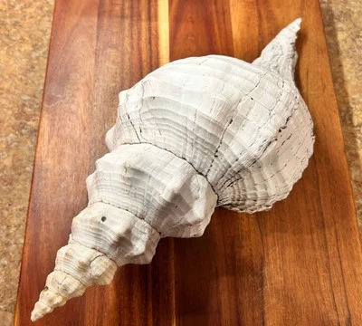 15” Florida Horse Conch Seashell Immense Shell - Image 1 of 4