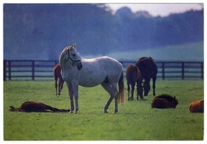 Equestrian Postcard Horses & Foals at Irish National Stud Tully Kildare Unposted - Picture 1 of 2