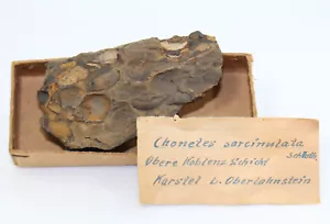 Brachiopode, Chonetes sarcinulata, Devon, Ems, Karstel, Germania -eb8240 - Foto 1 di 6