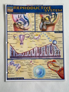 REPRODUCTIVE SYSTEM (QUICKSTUDY: ACADEMIC) By Inc. Stages ovu Barcharts LIKE NEW - Picture 1 of 3