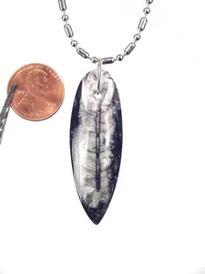 BUTW ortoceras nautiloide fósil collar joyería con cadena 7007K - Imagen 1 de 1
