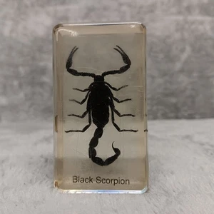 Muestra de entomología de escorpión negro real suspendida en bloque de resina insectos ciencia - Imagen 1 de 11