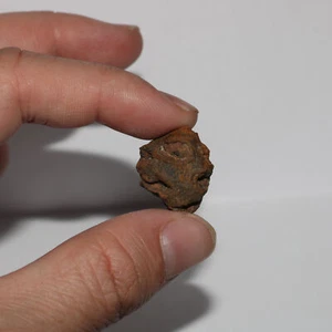 Meta Sequoia Pine Cone Fossil - Hell Creek Formation Cretaceous - Nice Specimen - Picture 1 of 9