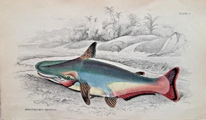 Hypopthalmus davalla hand coloured steel engraving 1843 Lizars Fishes of Guyana - Picture 1 of 2