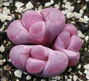 Lithops optica var. Rubra C.81a 30seeds - Picture 1 of 2