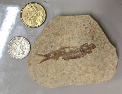 40 Million year old Green River FOSSIL FISH plus Possibly a TURTLE SHELL (L8888) - Image 1 of 3