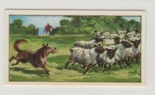 Animals in the Service of Man 1964. Collie Sheep Dog