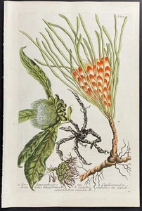 Weinmann - Scolymocephalus. Grabado mezzotint 897 - 1737 - Imagen 1 de 1
