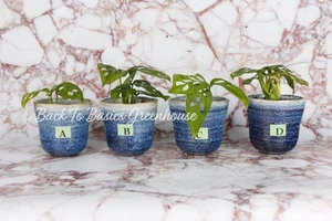 Monstera Adansonii Albo, Reverted/DISCOUNTED, Pick Your Plant - Picture 1 of 14