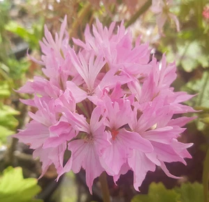 Harpers Lollipop Stellar Pelargonium x 1 Plant ----------------- Geranium - Picture 1 of 4