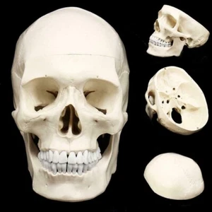 PVC Mini-Schädel menschlicher anatomischer Anatomie Kopf Modell bequemer medizinischer Unterricht - Bild 1 von 8