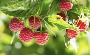 Himbeeren / Himbeere / TwoTimer® Sugana® / 1 Pflanze / Rubus idaeus - Bild 1 von 1