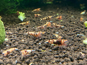 Red Galaxy Tiger Caridina Live Freshwater Dwarf Shrimp x10