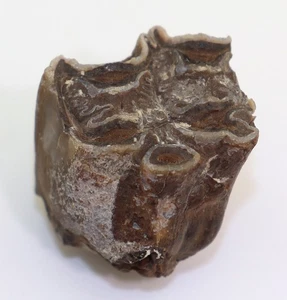 Pferdeartig, Hipparion gracile, Tertiär, Miozan, Montredon, Frankreich -L647 - Picture 1 of 6