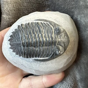 Hollardops Trilobite Fossil. Middle Devonian. Alnif, Morocco - Picture 1 of 12