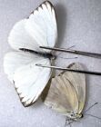 Southern White Butterfly Pair (M,F) # 3 - Fem Not A-1 | Ascia Monuste