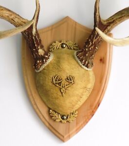 Rustic Beech Ultimate Antler Mounting Kit for Deer - The Taxidermists' Woodshop