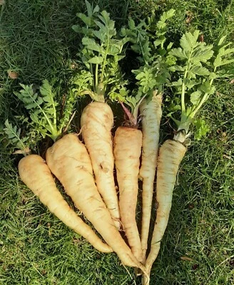 Hollow Crown Parsnip Seed Fresh 2023 Bulk Grown in Canada 100 Seeds - Image 1 of 2