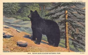 Postal MT: Black Bear, Parque Nacional Glacier, Montana, lino años 40 - Imagen 1 de 2