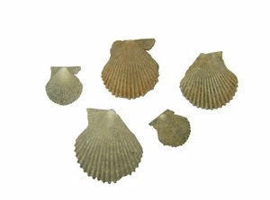 Oligocene Miocene micro mollusc fossil collection 24 species of snails bivalves - Picture 1 of 11