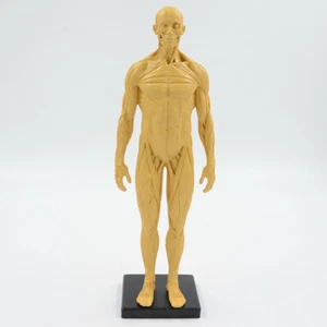 30cm Muscular Figure Model Human Muscle Anatomy Artistic Sketches Tool with Base - Picture 1 of 7