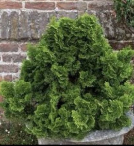 Chamaecyparis obtusa Nana Gracilis Hinoki Cypress in 3 L pot - Picture 1 of 6