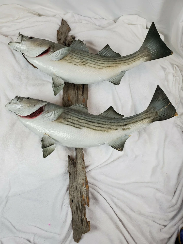 Taxidermy Two Striped Bass Striper Mounted on Driftwood Needs Fin Repair - Image 1 of 4