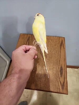 Taxidermia de montaje de pájaro periquito loro rojo arrugado BJ198 Foto 1 de 4