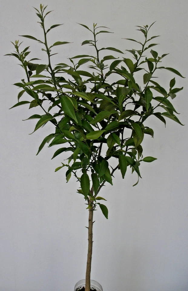 YUZU BIO, CITRON DU JAPON, ÂGÉ DE 8 ANS, 60 CM - Photo 1/4