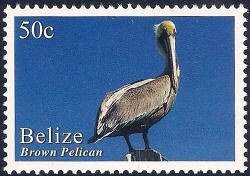 Belize 2020 - Birds of Belize - Brown Pelican - Image 1 of 1