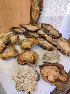 Pappel Maser 5Kg Poplar burl  Mapa Knolle mit Rinde - Bild 1 von 6