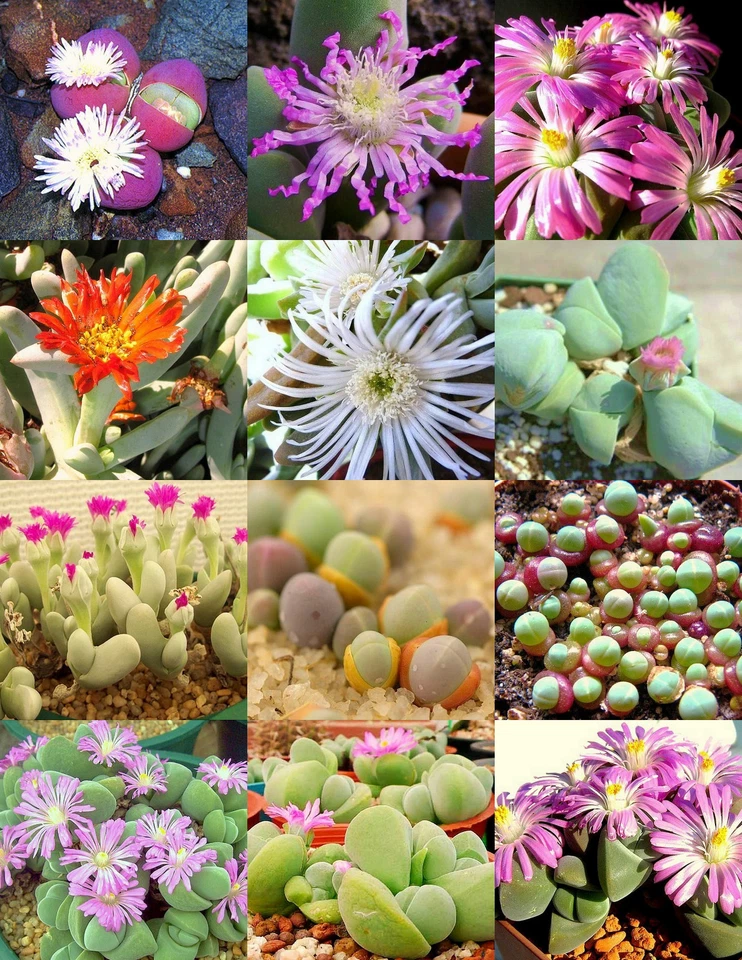 GIBBAEUM MIX, suculento cacto misto pedras vivas rochas sementes de plantas 50 SEMENTES - Imagem 1 de 1