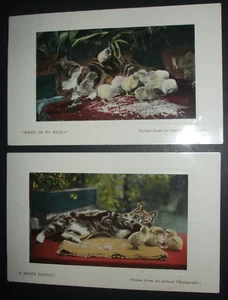 2 Vintage Cats COMIC postcards RP CAT WITH CHICKS HAPPY FAMILY WHO'S ON MY BACK - Foto 1 di 1